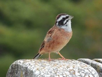 Meadow Bunting 狭山湖堤防 Mon, 10/17/2022