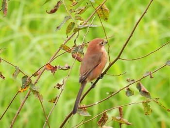 Bull-headed Shrike 狭山湖堤防 Mon, 10/17/2022