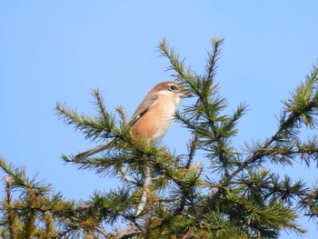 Bull-headed Shrike 狭山湖堤防 Sun, 10/30/2022