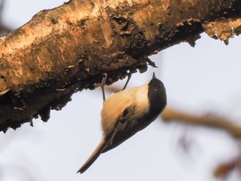 2022年11月8日(火) 盤渓市民の森(札幌市中央区)の野鳥観察記録