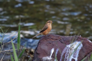 2022年11月6日(日) 長浜公園の野鳥観察記録