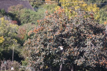 Grey-headed Lapwing 木津川市皿池 Wed, 11/2/2022