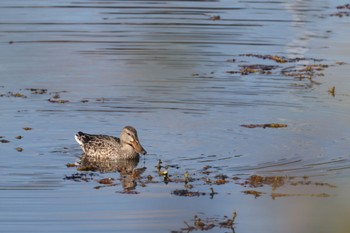 ハシビロガモ 木津川市皿池 2022年11月2日(水)