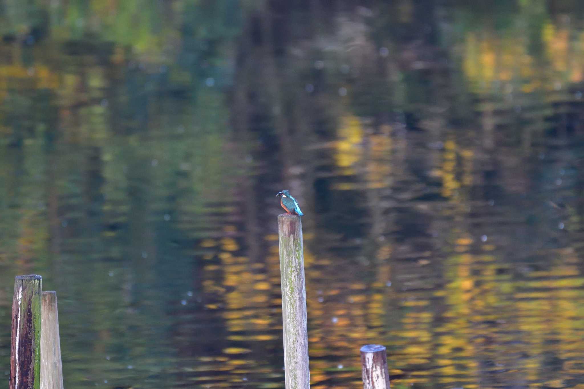 長浜公園 カワセミの写真 by やなさん