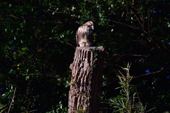 2022年11月8日(火) 長浜公園の野鳥観察記録