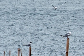 アジサシ 葛西臨海公園 2022年11月7日(月)