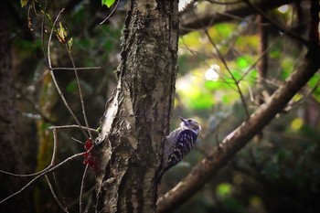 2022年8月13日(土) 侭下林道の野鳥観察記録