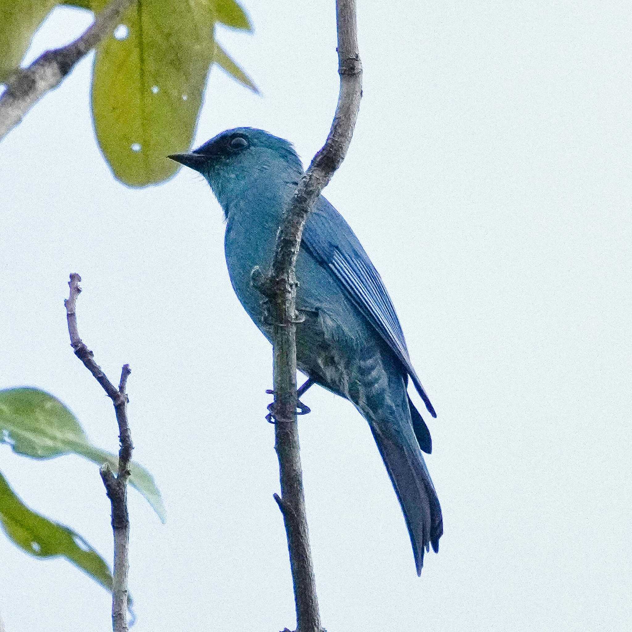 Khao Mai Keao Reservation Park ロクショウヒタキの写真 by span265