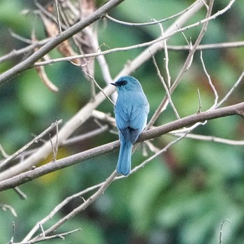 2022年11月6日(日) Khao Mai Keao Reservation Parkの野鳥観察記録