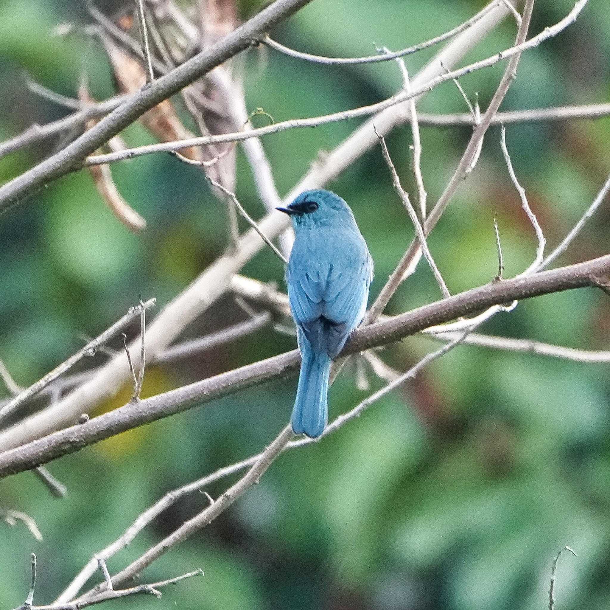 Verditer Flycatcher