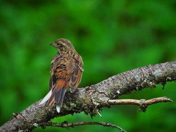 2022年8月20日(土) 大石林道の野鳥観察記録