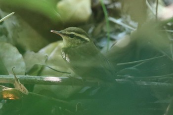 ウグイス 明石公園 2022年10月2日(日)