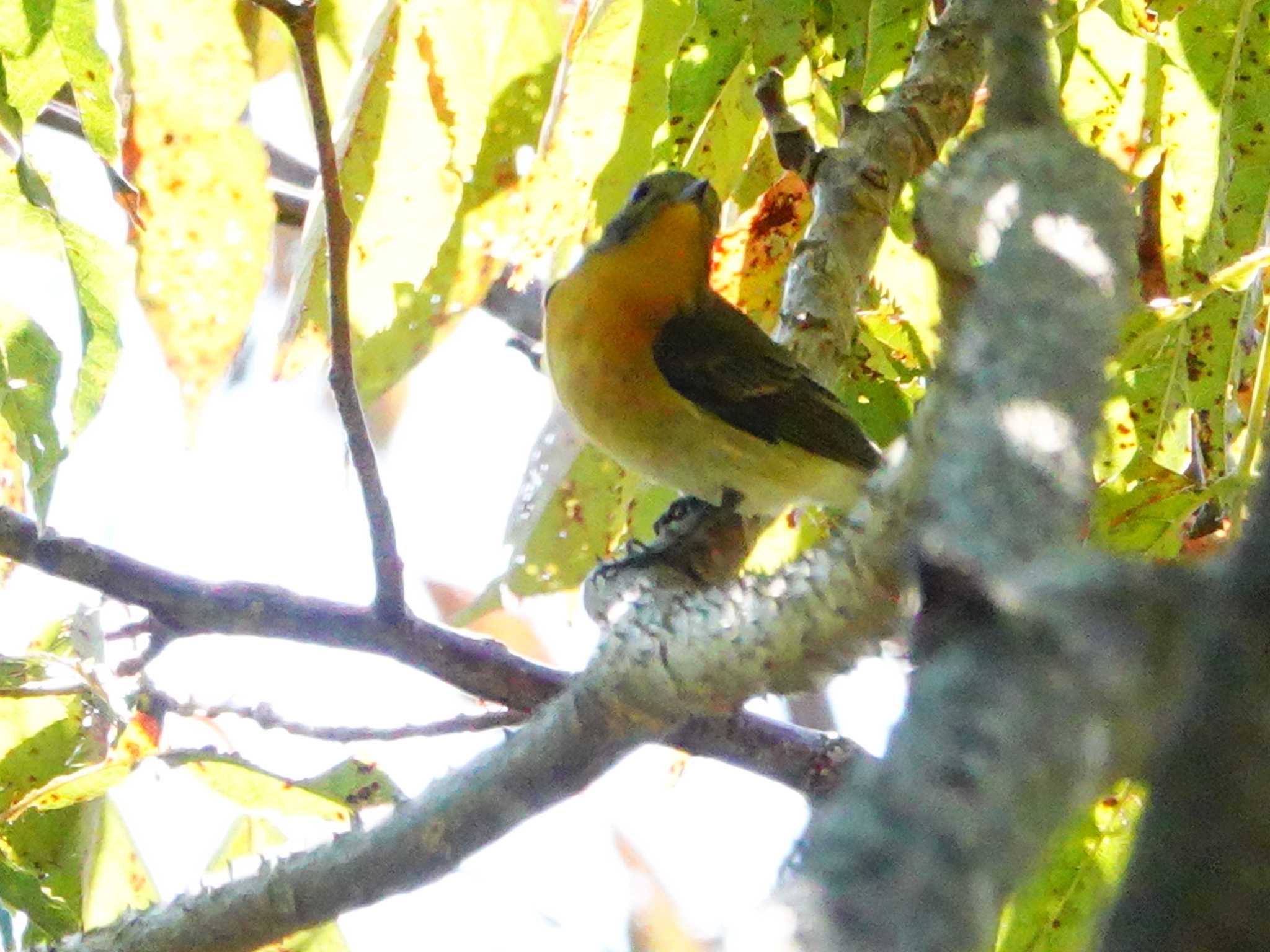 稲佐山公園 ムギマキの写真