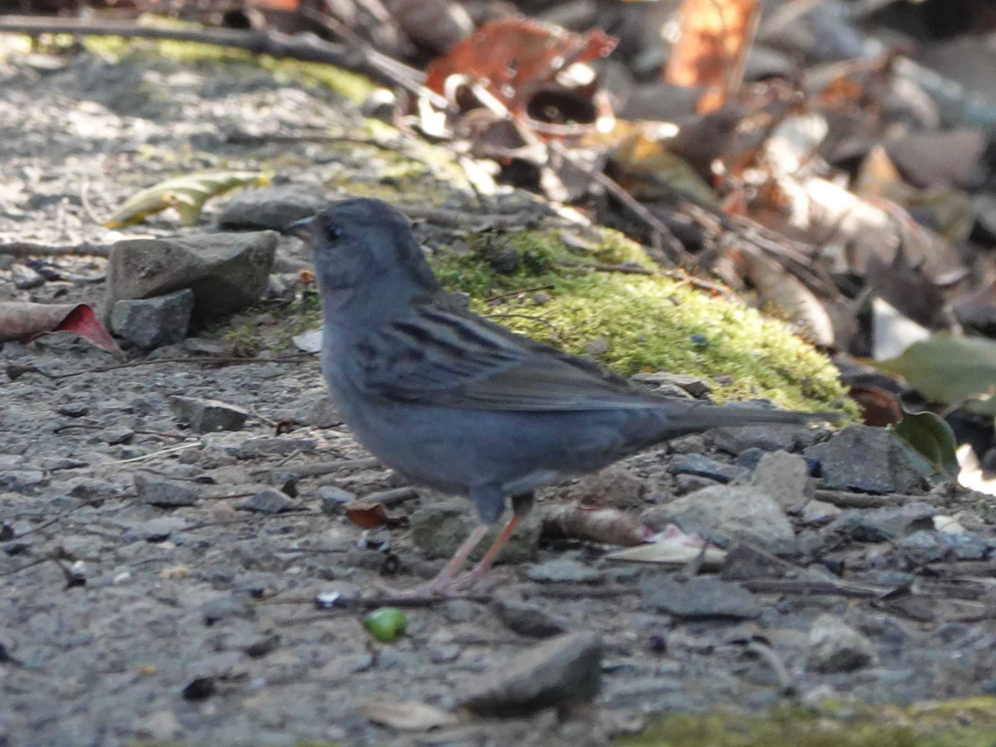 稲佐山公園 クロジの写真