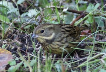 Masked Bunting 稲荷山公園 Tue, 11/8/2022