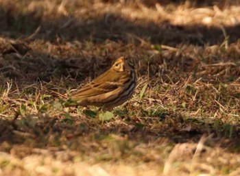 Olive-backed Pipit 稲荷山公園 Tue, 11/8/2022