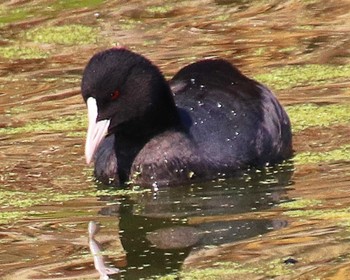 2022年11月8日(火) 大仙陵古墳の野鳥観察記録