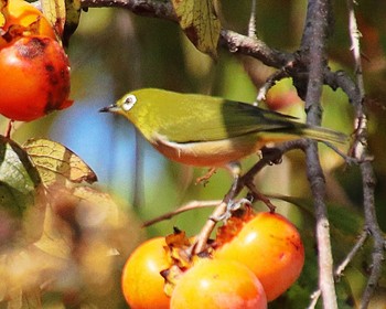 2022年11月8日(火) 大仙公園の野鳥観察記録