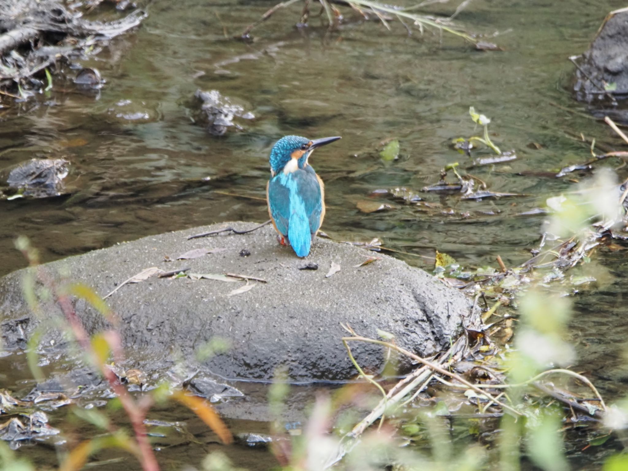 石の上にもカワセミ