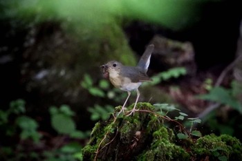 2022年8月7日(日) 富士山北麓の野鳥観察記録