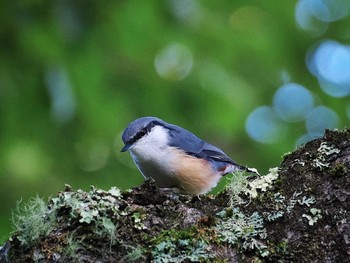 2022年8月27日(土) 富士山北麓の野鳥観察記録