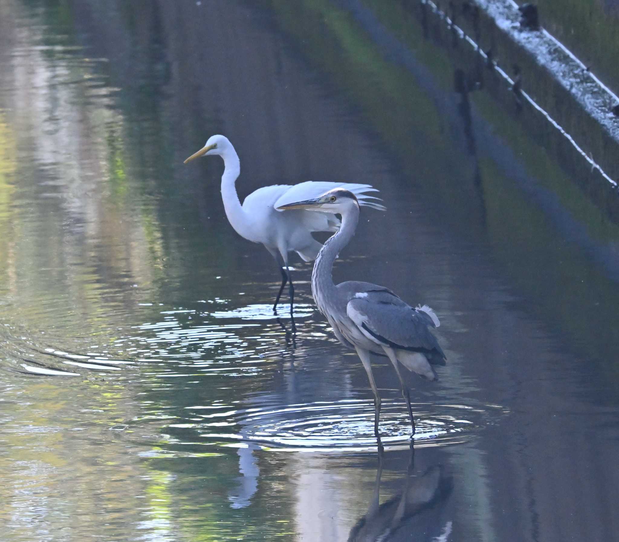 チュウサギとアオサギ仲良く餌探し