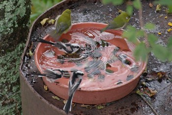 2022年9月25日(日) 西湖周辺の野鳥観察記録