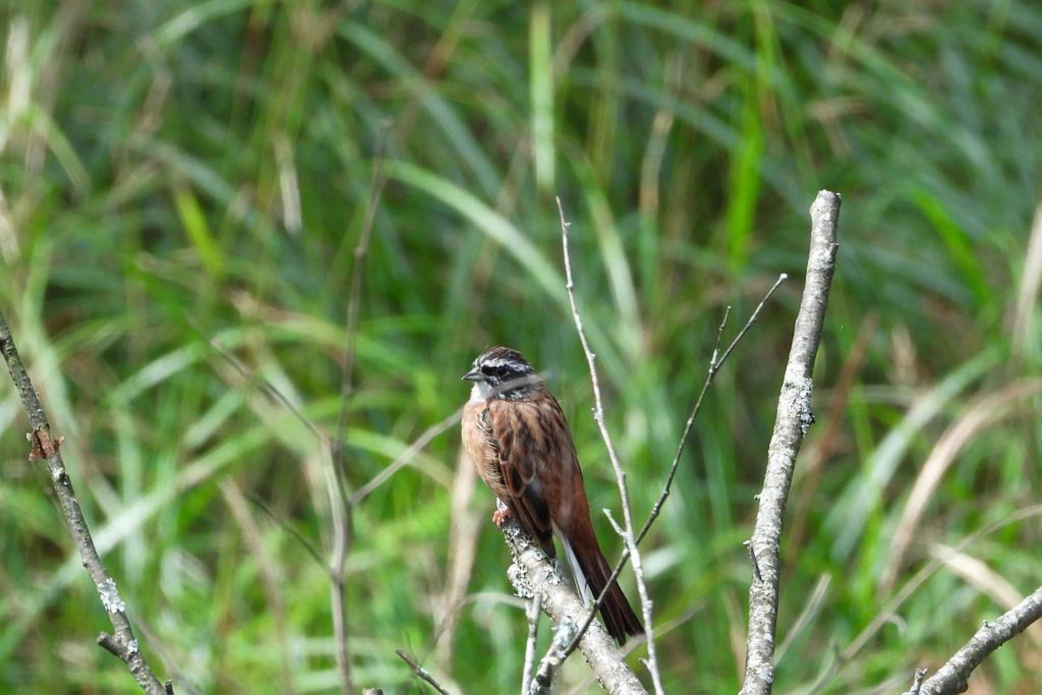 Photo of Meadow Bunting at 西湖周辺 by skmts.803v