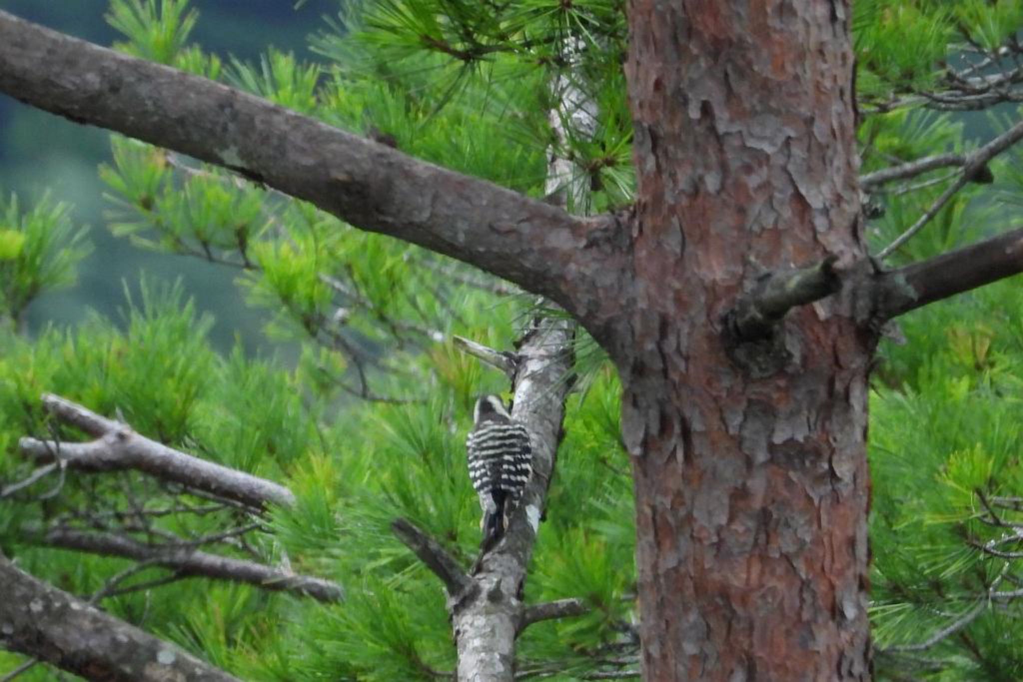 Photo of Japanese Pygmy Woodpecker at 西湖周辺 by skmts.803v