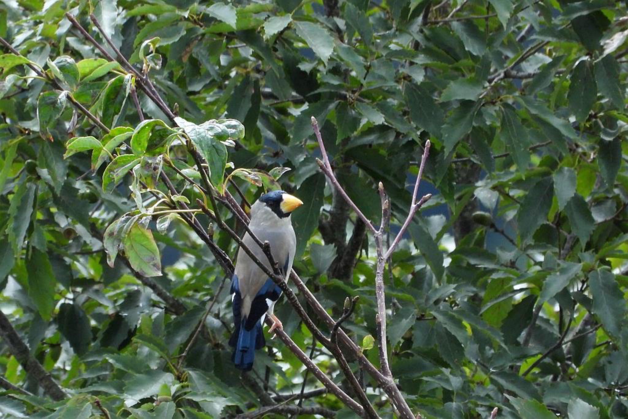 Photo of Japanese Grosbeak at 西湖周辺 by skmts.803v