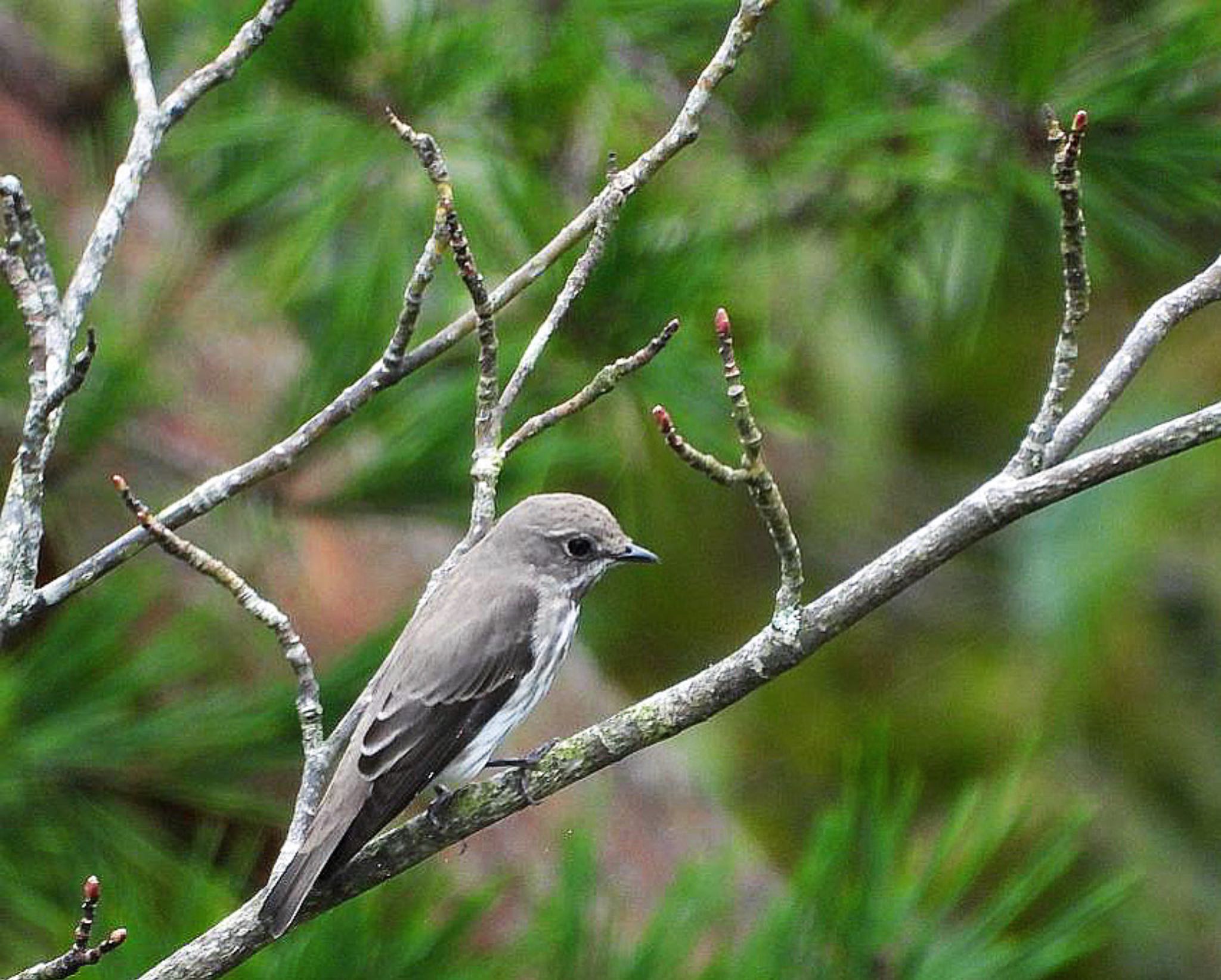 Photo of Grey-streaked Flycatcher at 紅葉台 by skmts.803v