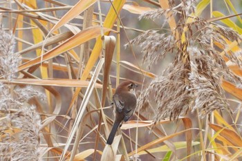 2022年11月5日(土) 近所の公園..の野鳥観察記録