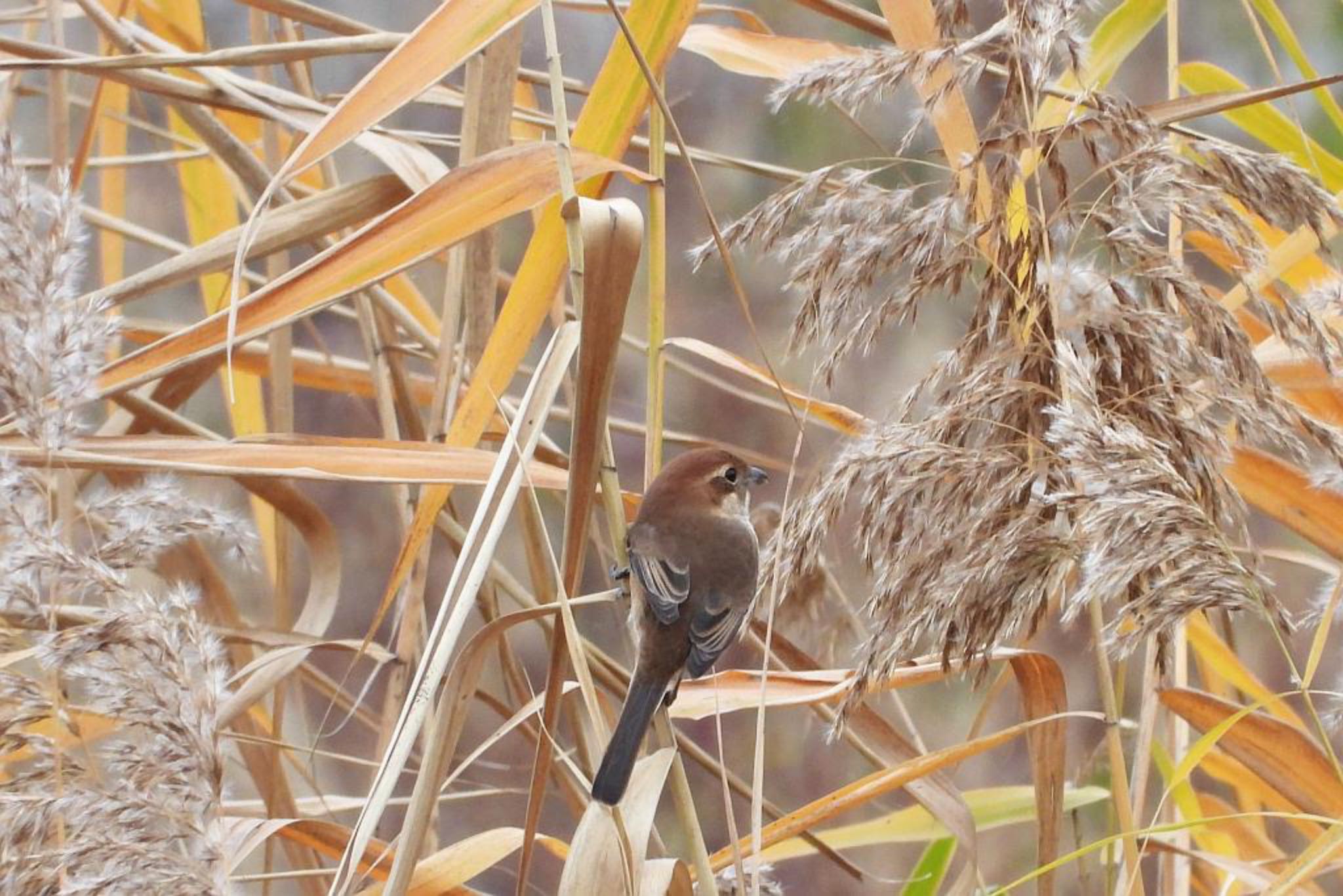 近所の公園.. モズの写真