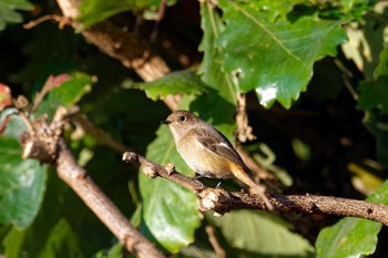 Daurian Redstart 近所の家の庭 Tue, 11/8/2022