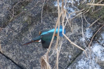 カワセミ 静岡市 2022年11月7日(月)