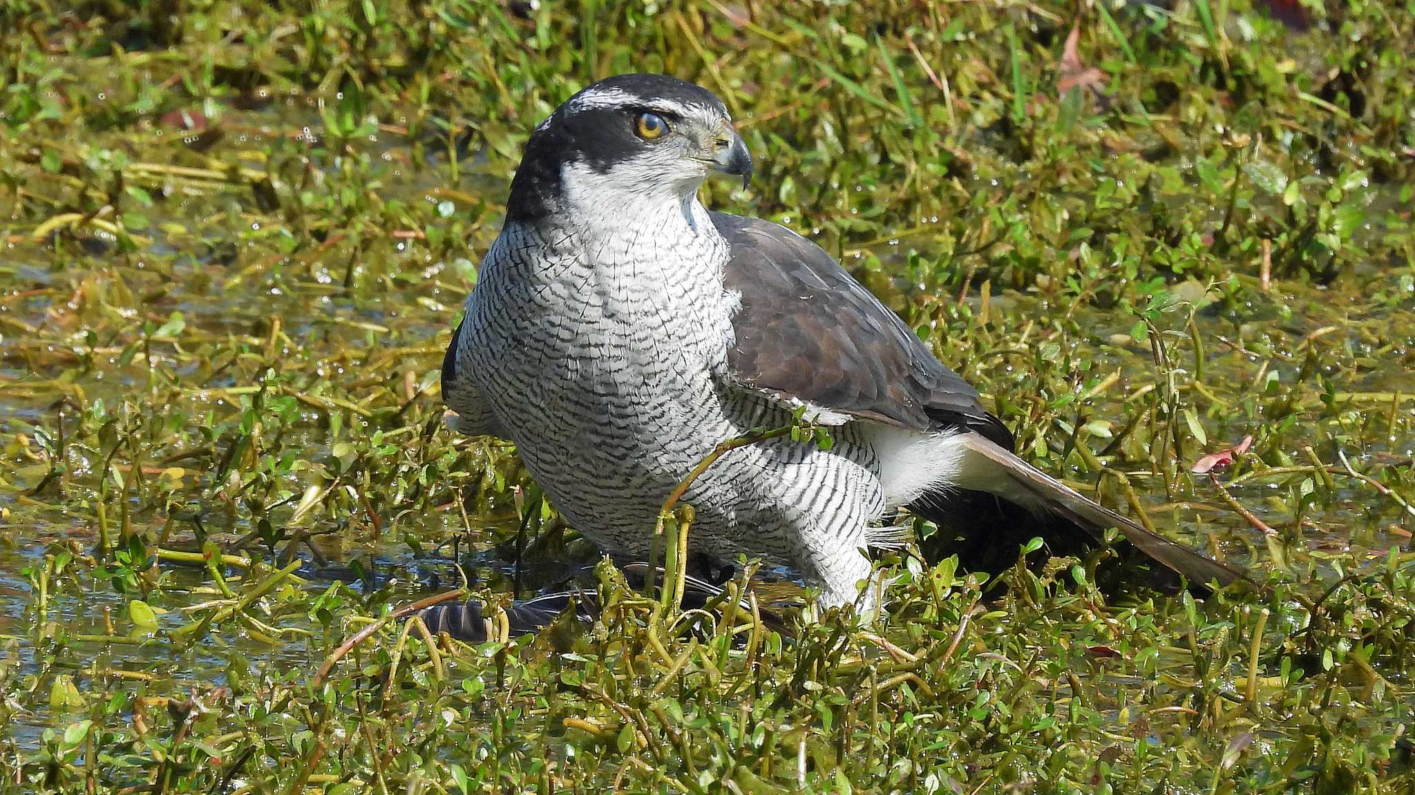 昆陽池公園 オオタカの写真