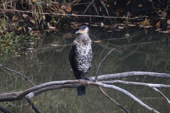 2022年11月8日(火) 屯田遊水池の野鳥観察記録