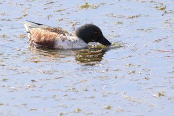 Northern Shoveler 岸和田市内 Sat, 11/5/2022