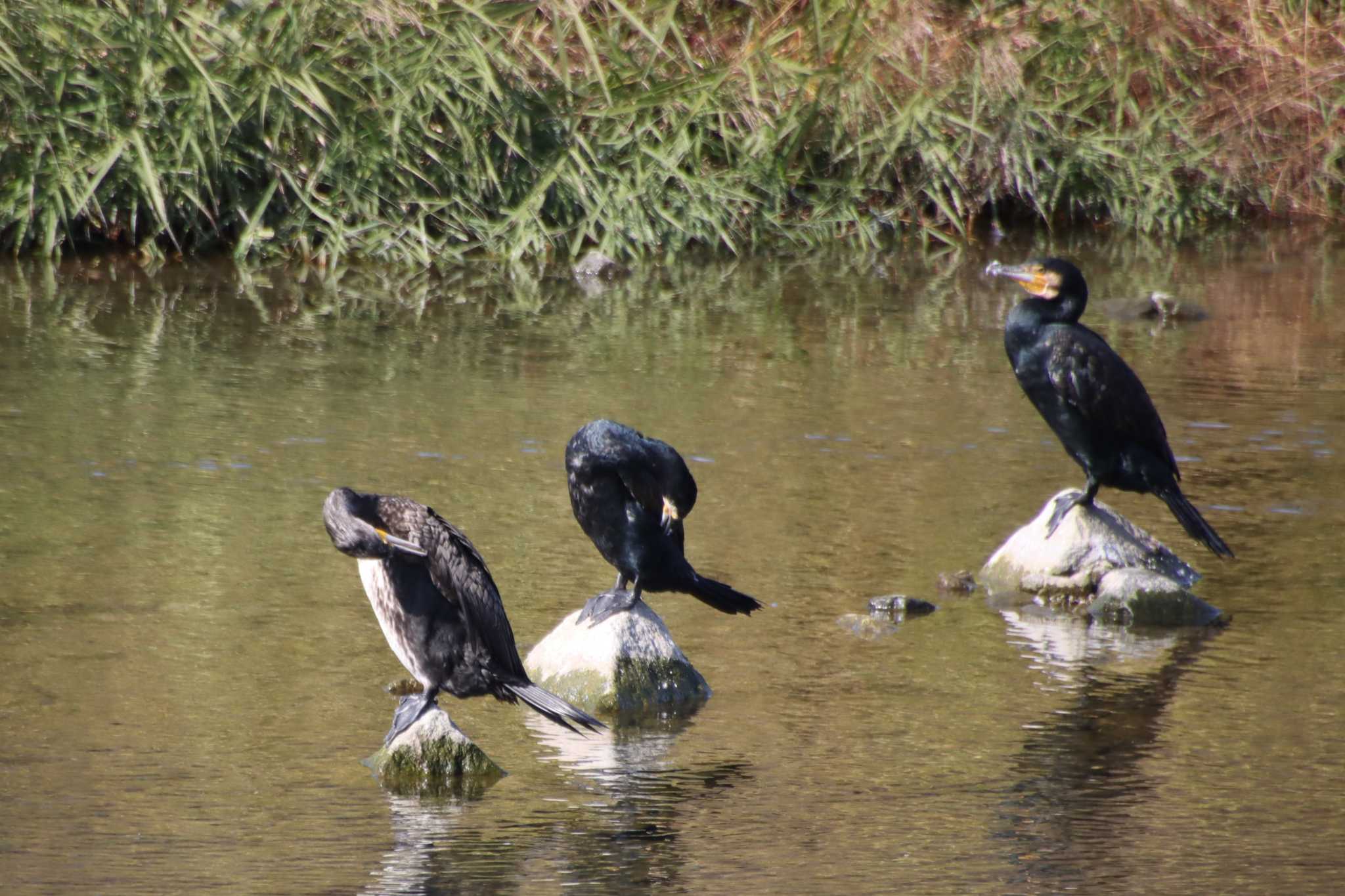 Great Cormorant