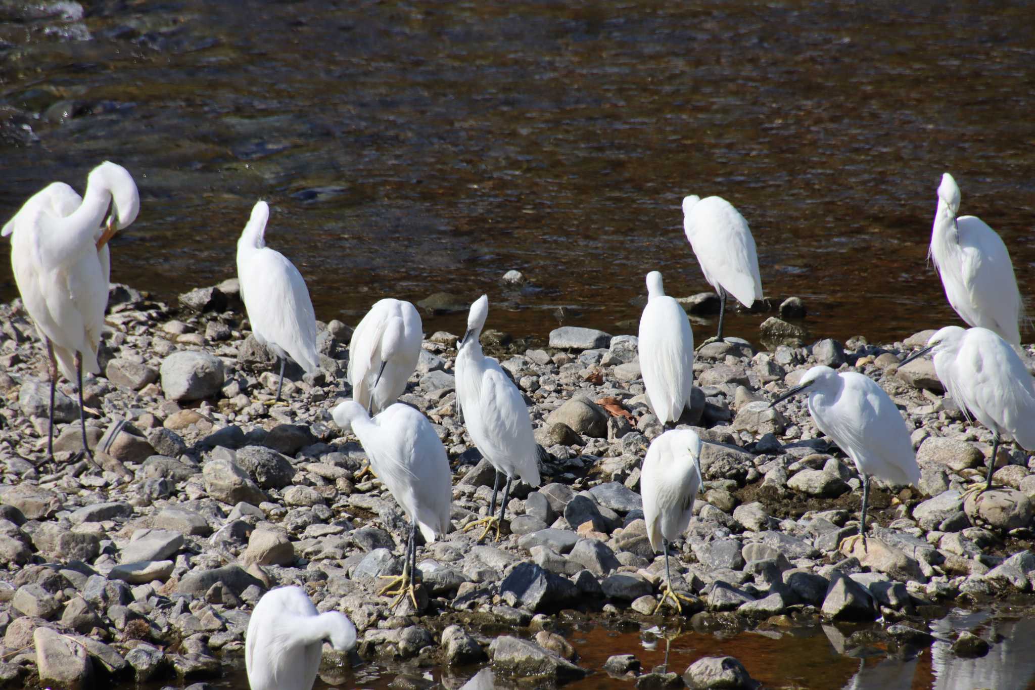 Little Egret