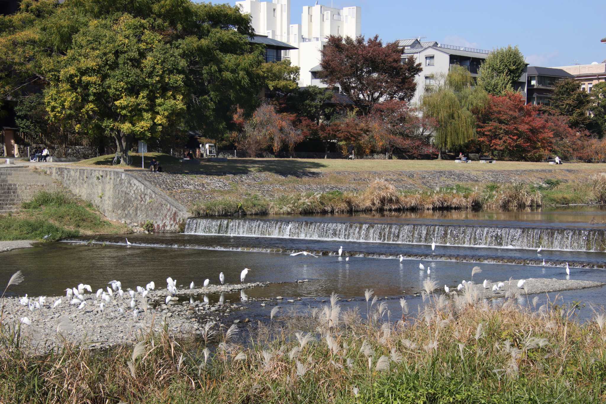 Great Egret