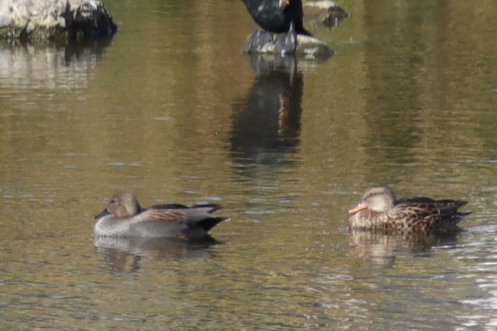 Gadwall