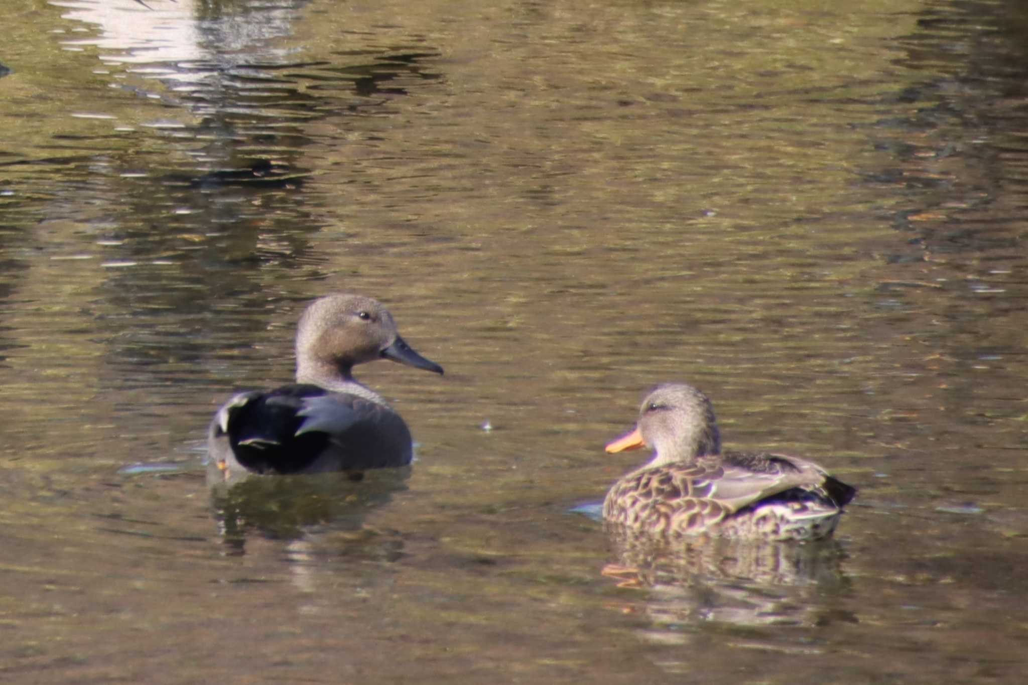 Gadwall