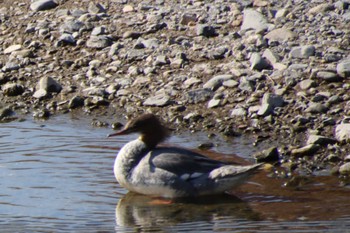 2022年11月8日(火) 鴨川の野鳥観察記録