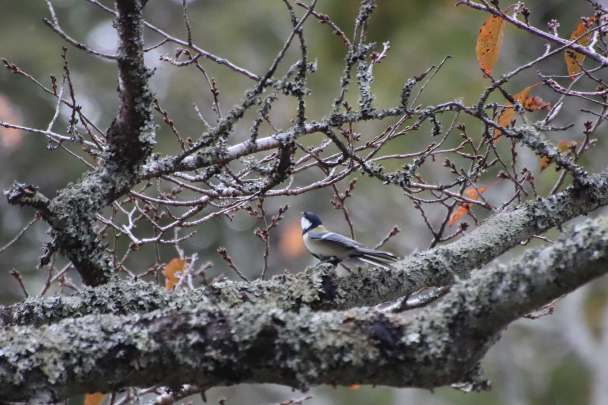 Photo of Japanese Tit at 京都市宝ヶ池公園 by ゆりかもめ