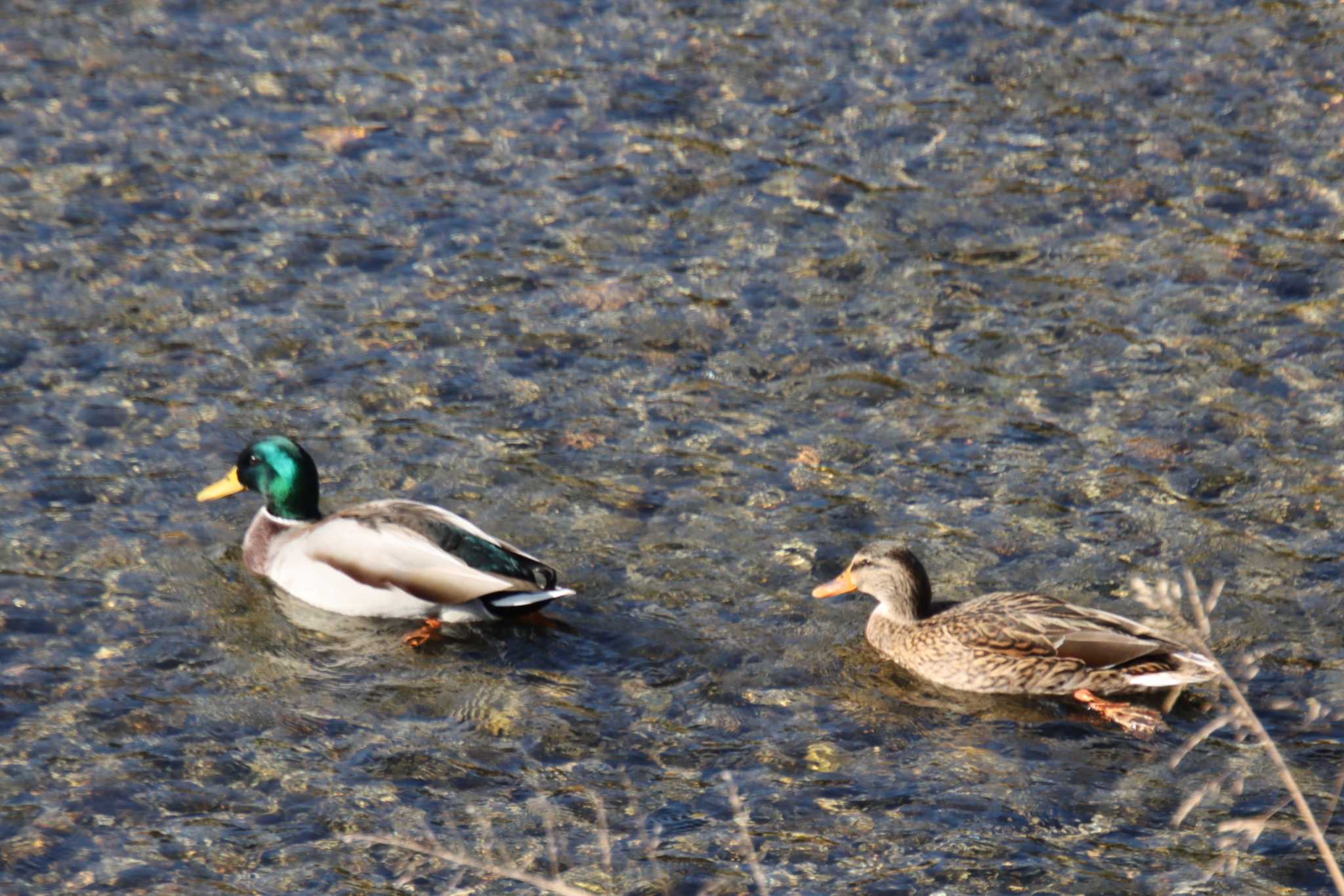 京都市宝ヶ池公園 マガモの写真