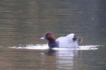 Common Pochard 京都市宝ヶ池公園 Tue, 11/8/2022