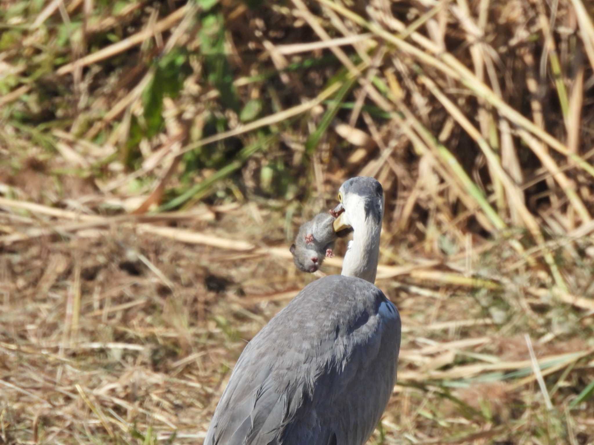 アオサギ