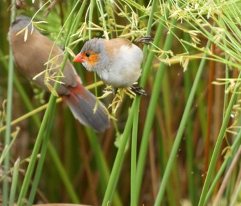 Orange-cheeked Waxbill シンガポール Sun, 8/21/2022