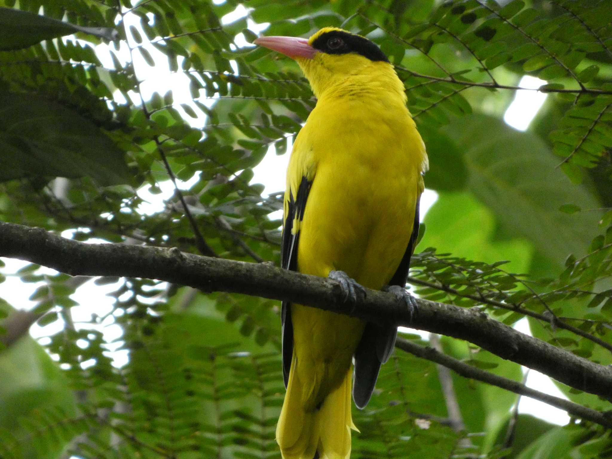 Photo of Black-naped Oriole at マレーシア by このはずく